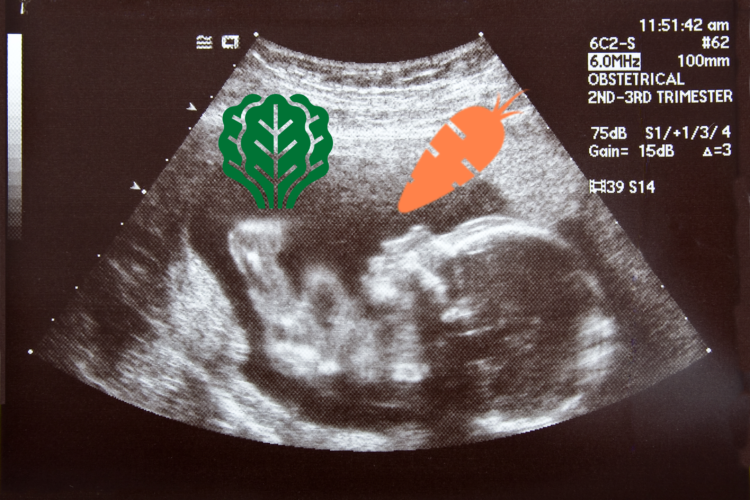 ultrasound with images of kale and carrots to show prenatal fostering children's preferences for veggies